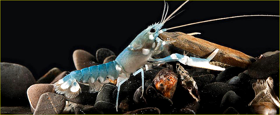 Cornwall Tourism Magazine - The national Lobster Hatchery 